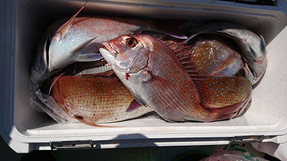 松本釣船２ 釣果