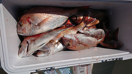 松本釣船２ 釣果