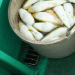 モンロー号 釣果