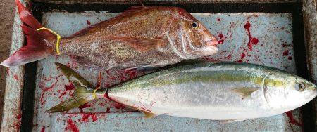 明神釣船 釣果