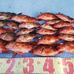 第二常豊丸 釣果