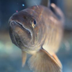 小菅トラウトガーデン 釣果