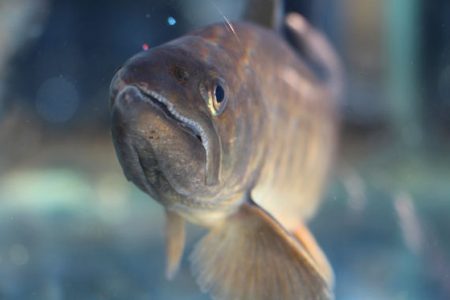 小菅トラウトガーデン 釣果