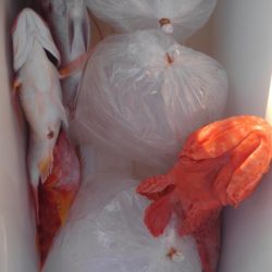 遊漁船 新鋭丸 釣果