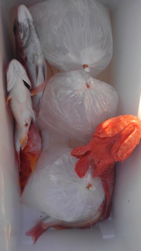 遊漁船 新鋭丸 釣果