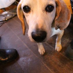 小菅トラウトガーデン 釣果