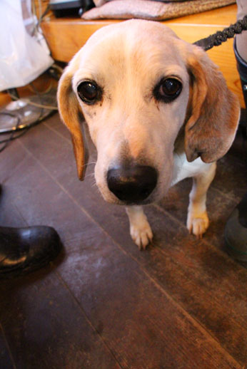 小菅トラウトガーデン 釣果