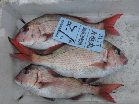 大進丸(新潟) 釣果