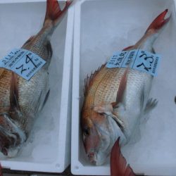 大進丸(新潟) 釣果