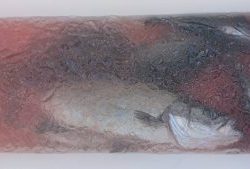 伊豆下田フィッシング 釣果