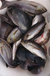 伊豆下田フィッシング 釣果