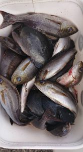 伊豆下田フィッシング 釣果