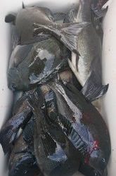 伊豆下田フィッシング 釣果