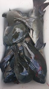 伊豆下田フィッシング 釣果