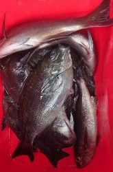 伊豆下田フィッシング 釣果