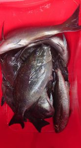 伊豆下田フィッシング 釣果