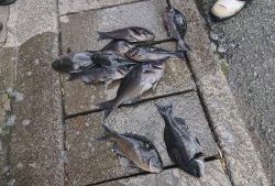 伊豆下田フィッシング 釣果