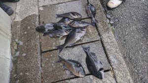 伊豆下田フィッシング 釣果