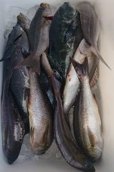 伊豆下田フィッシング 釣果