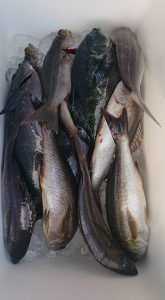 伊豆下田フィッシング 釣果