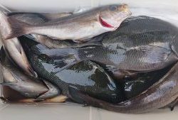 伊豆下田フィッシング 釣果