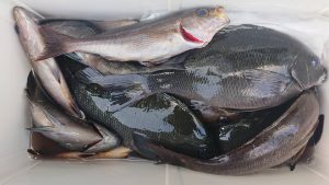 伊豆下田フィッシング 釣果