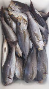 伊豆下田フィッシング 釣果