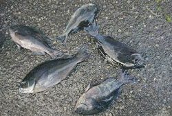 伊豆下田フィッシング 釣果