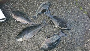 伊豆下田フィッシング 釣果