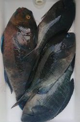 伊豆下田フィッシング 釣果