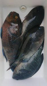 伊豆下田フィッシング 釣果