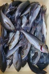 伊豆下田フィッシング 釣果