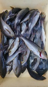 伊豆下田フィッシング 釣果