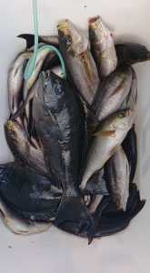 伊豆下田フィッシング 釣果