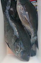 伊豆下田フィッシング 釣果