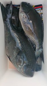 伊豆下田フィッシング 釣果