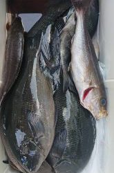 伊豆下田フィッシング 釣果