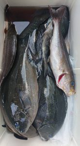 伊豆下田フィッシング 釣果