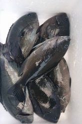 伊豆下田フィッシング 釣果