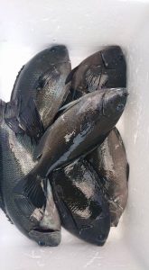 伊豆下田フィッシング 釣果