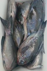 伊豆下田フィッシング 釣果