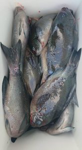 伊豆下田フィッシング 釣果