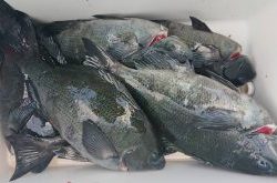 伊豆下田フィッシング 釣果