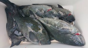 伊豆下田フィッシング 釣果