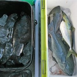 しば渡船 釣果