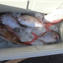 大進丸(新潟) 釣果