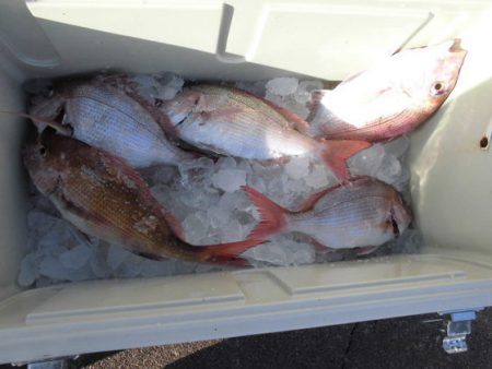 大進丸(新潟) 釣果