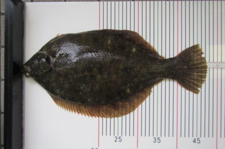 オリジナルメーカー海づり公園(市原市海づり施設) 釣果