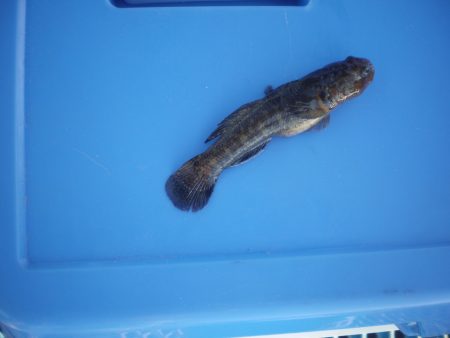 オリジナルメーカー海づり公園(市原市海づり…