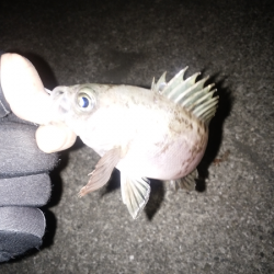 活性が上がってきた？